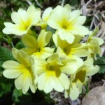 margueritejaune