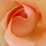 roseorangecarre